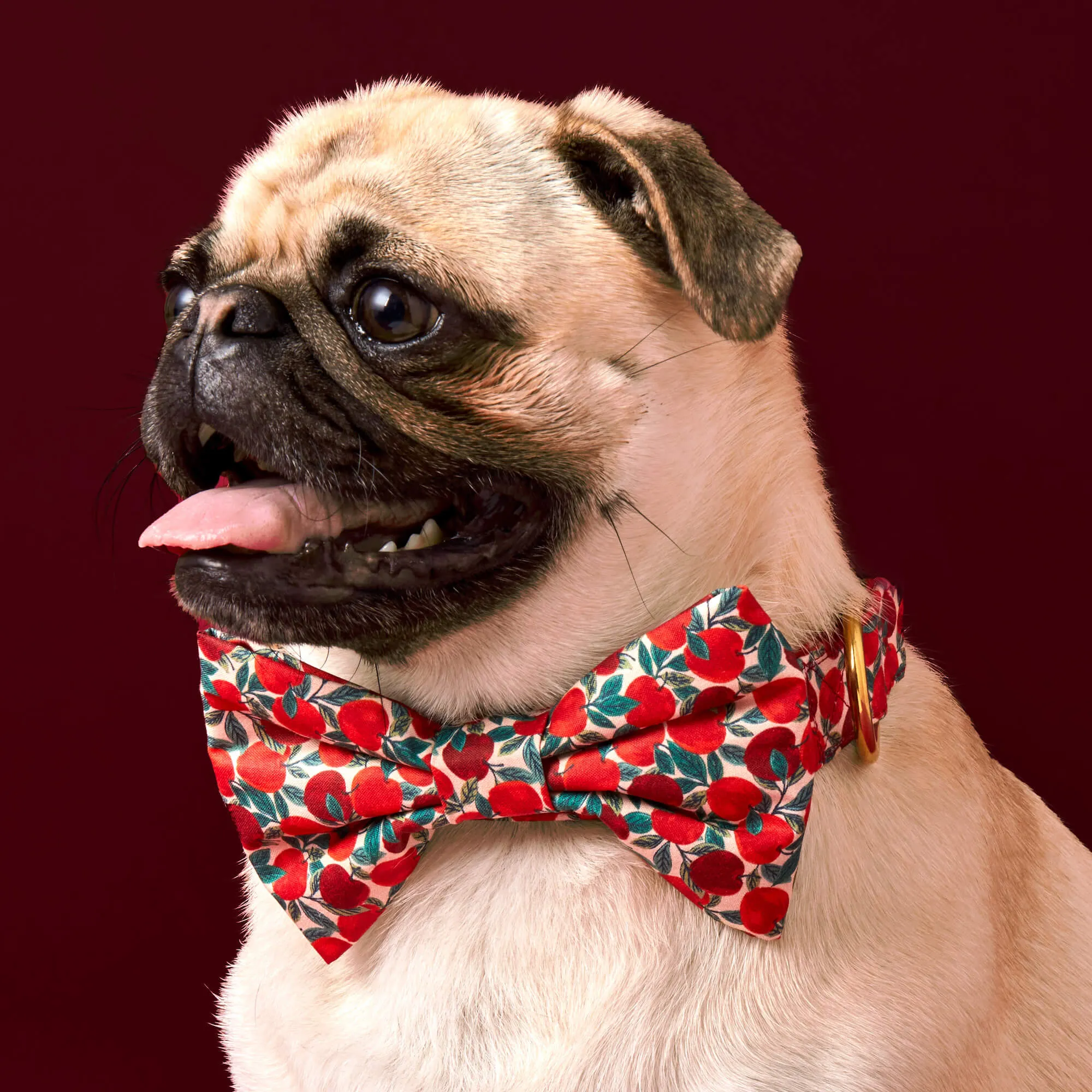 Apple of My Eye Bow Tie Collar