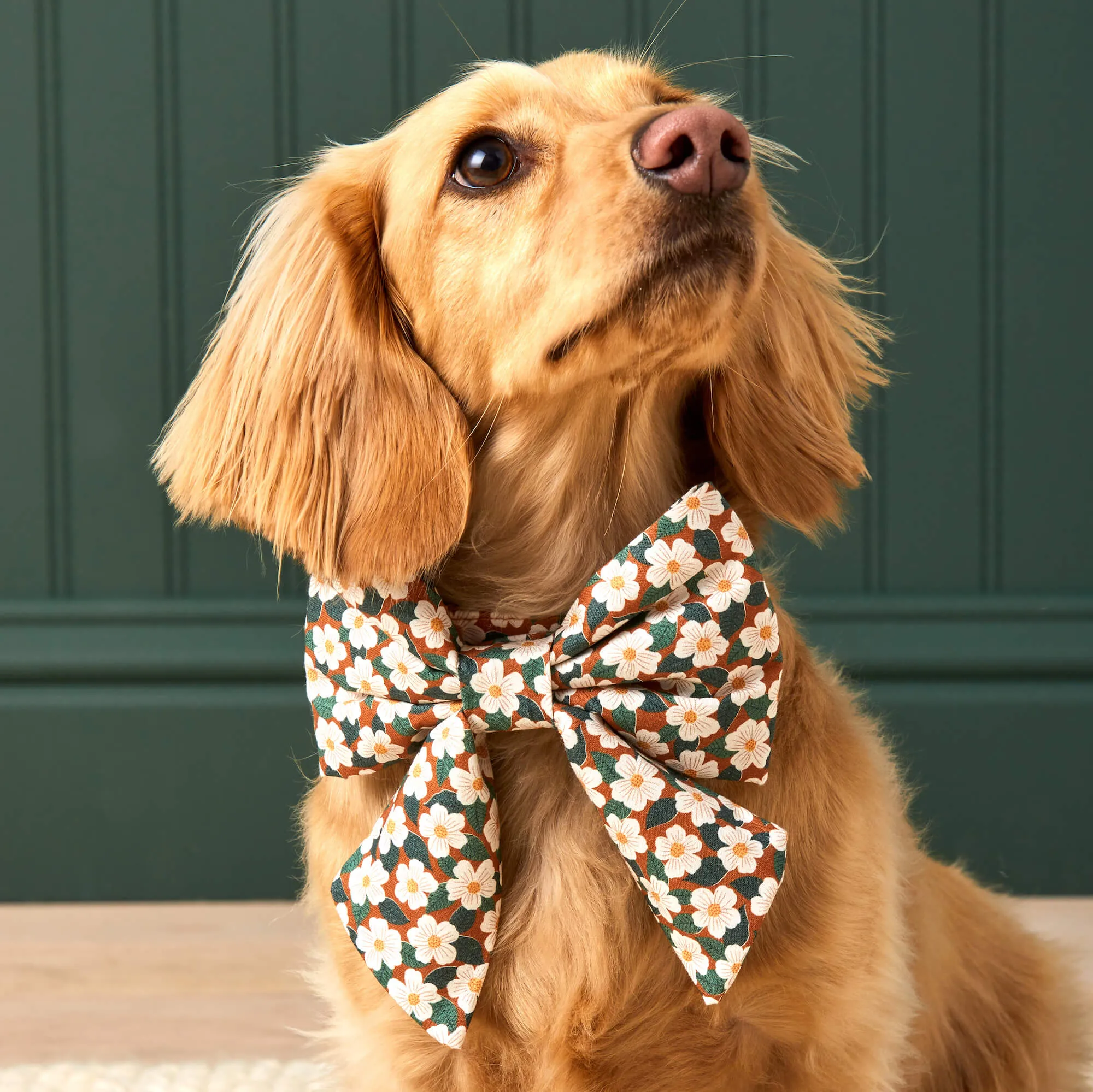 Chestnut Rose Lady Bow Collar