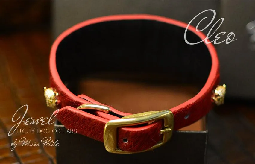 Cleo Collar   Leash