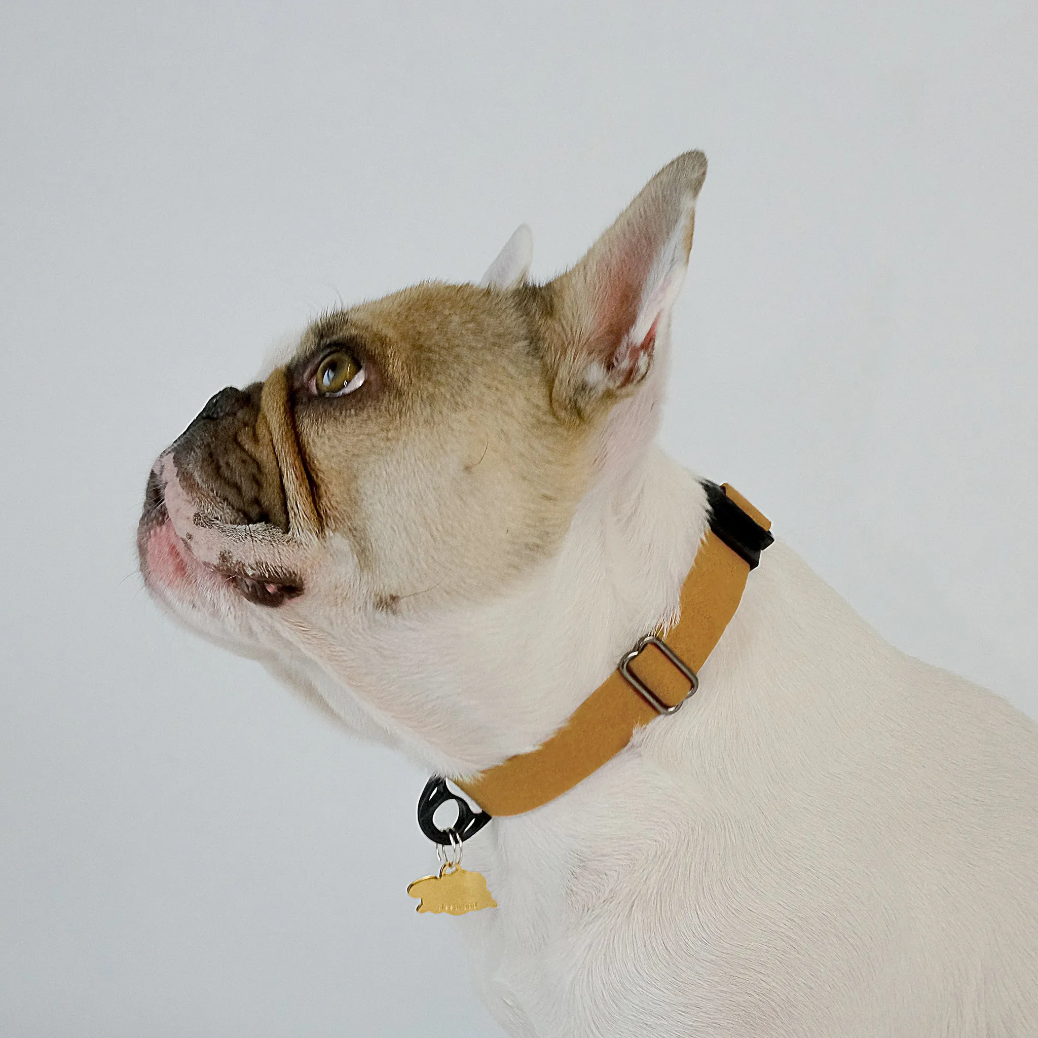 Comfort Suede Dog Collar