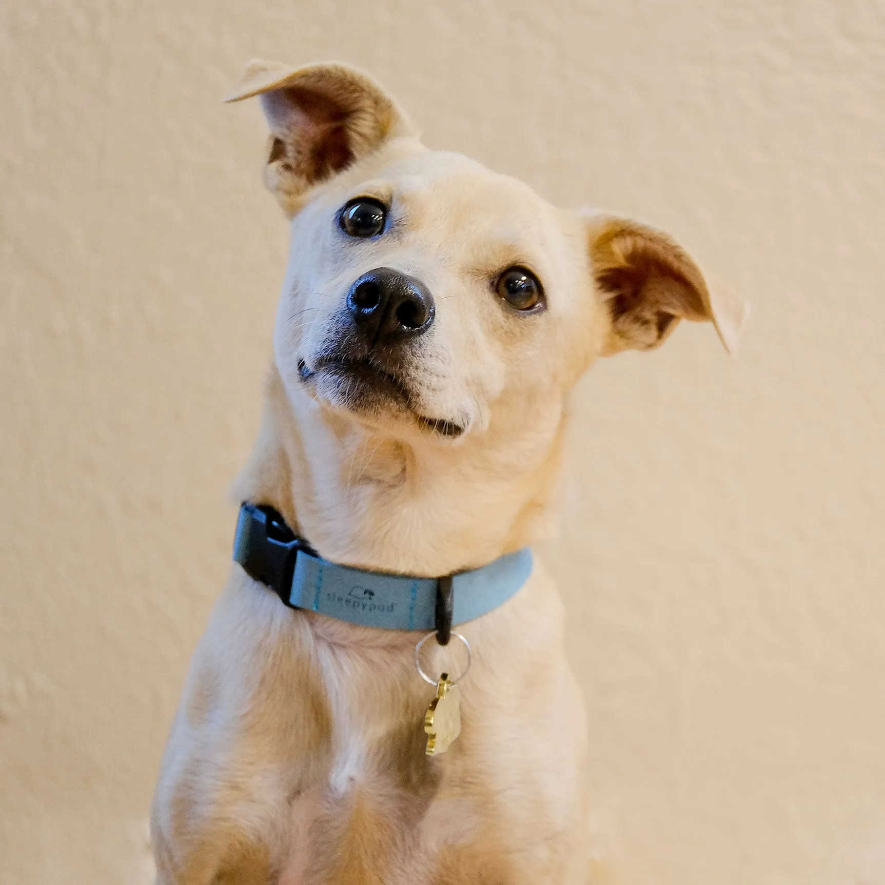 Comfort Suede Dog Collar