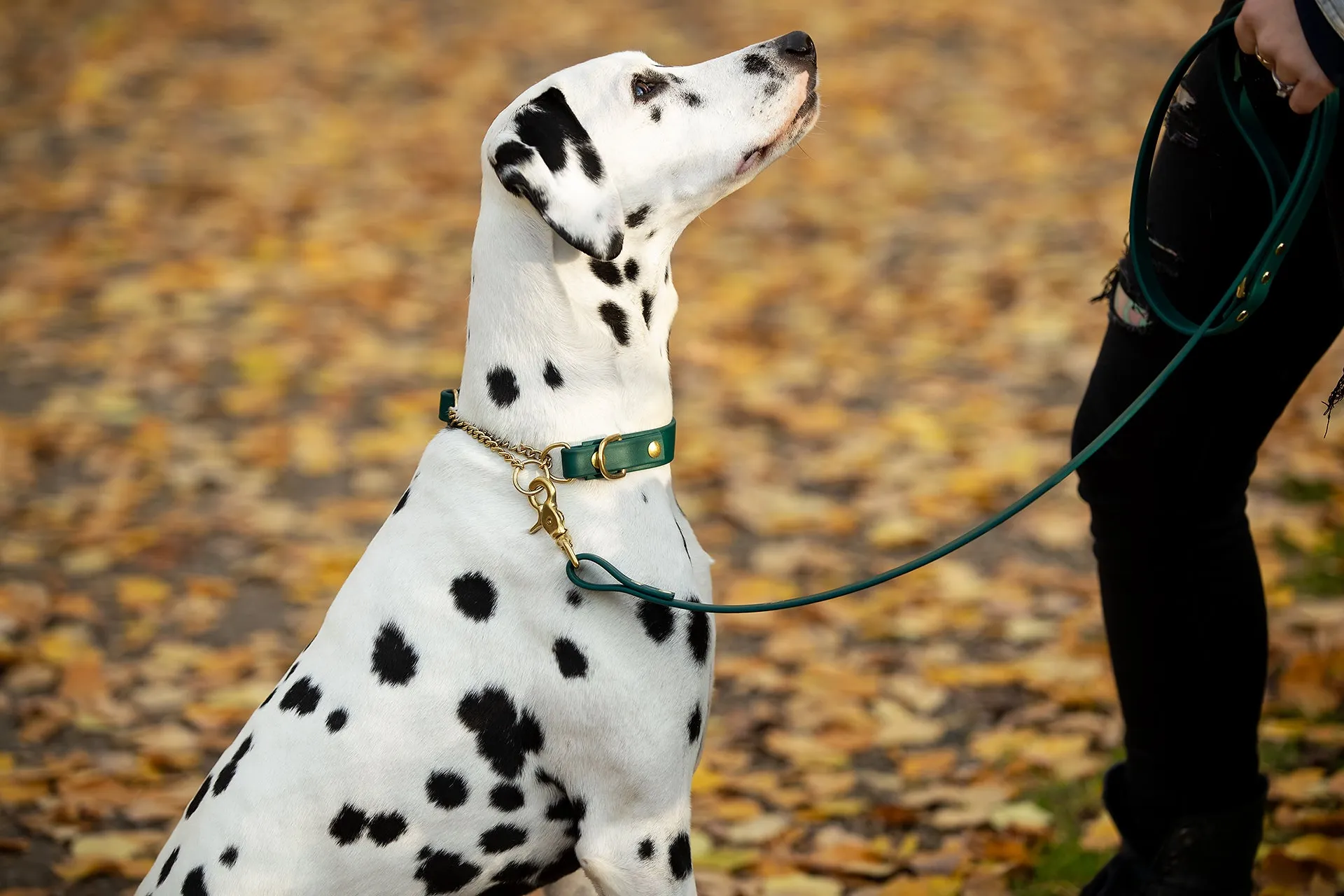 Design Your Own - The Rohirrim BT Collar, Adjustable Biothane Martingale Dog Collar