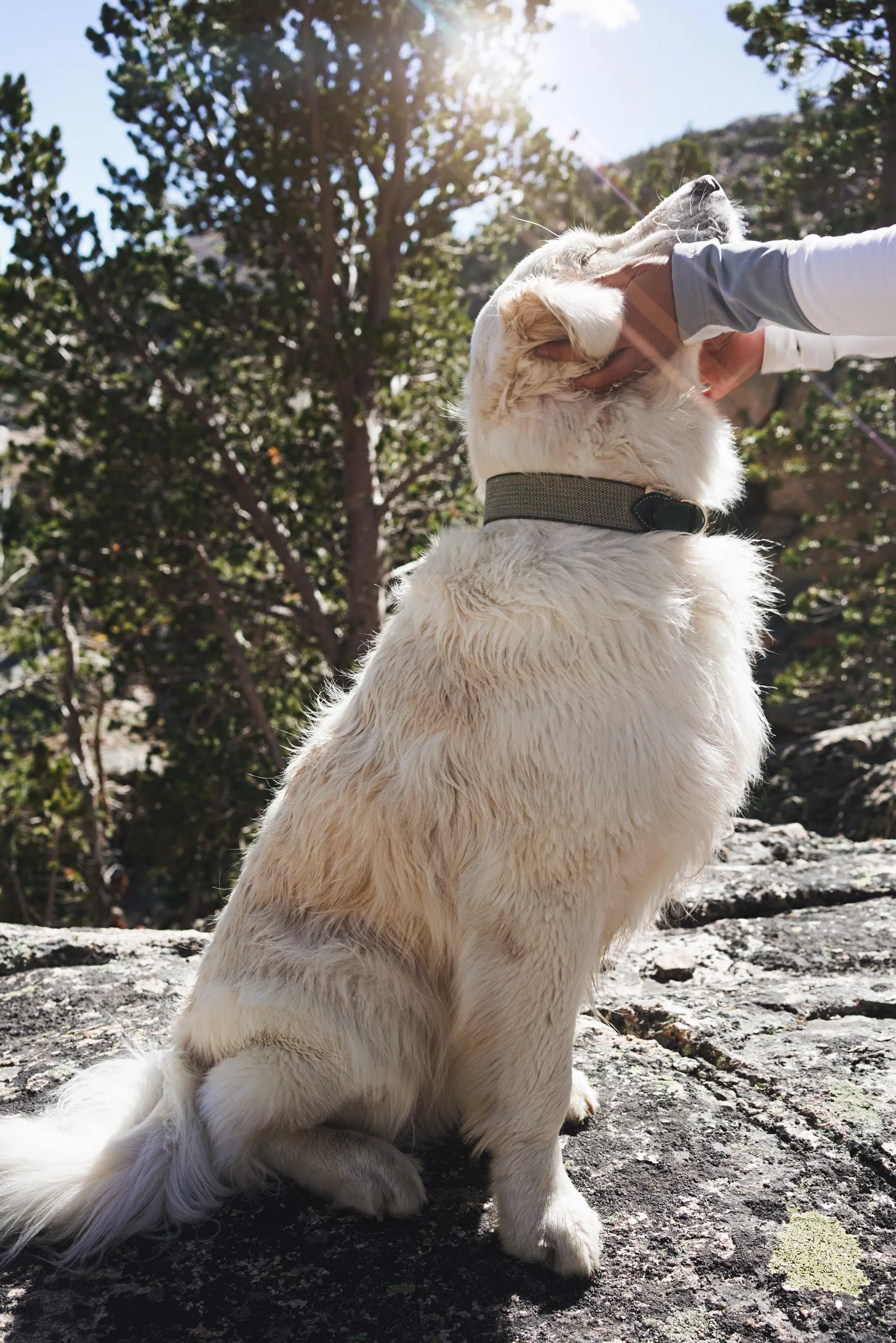 Dog Collar: James Green