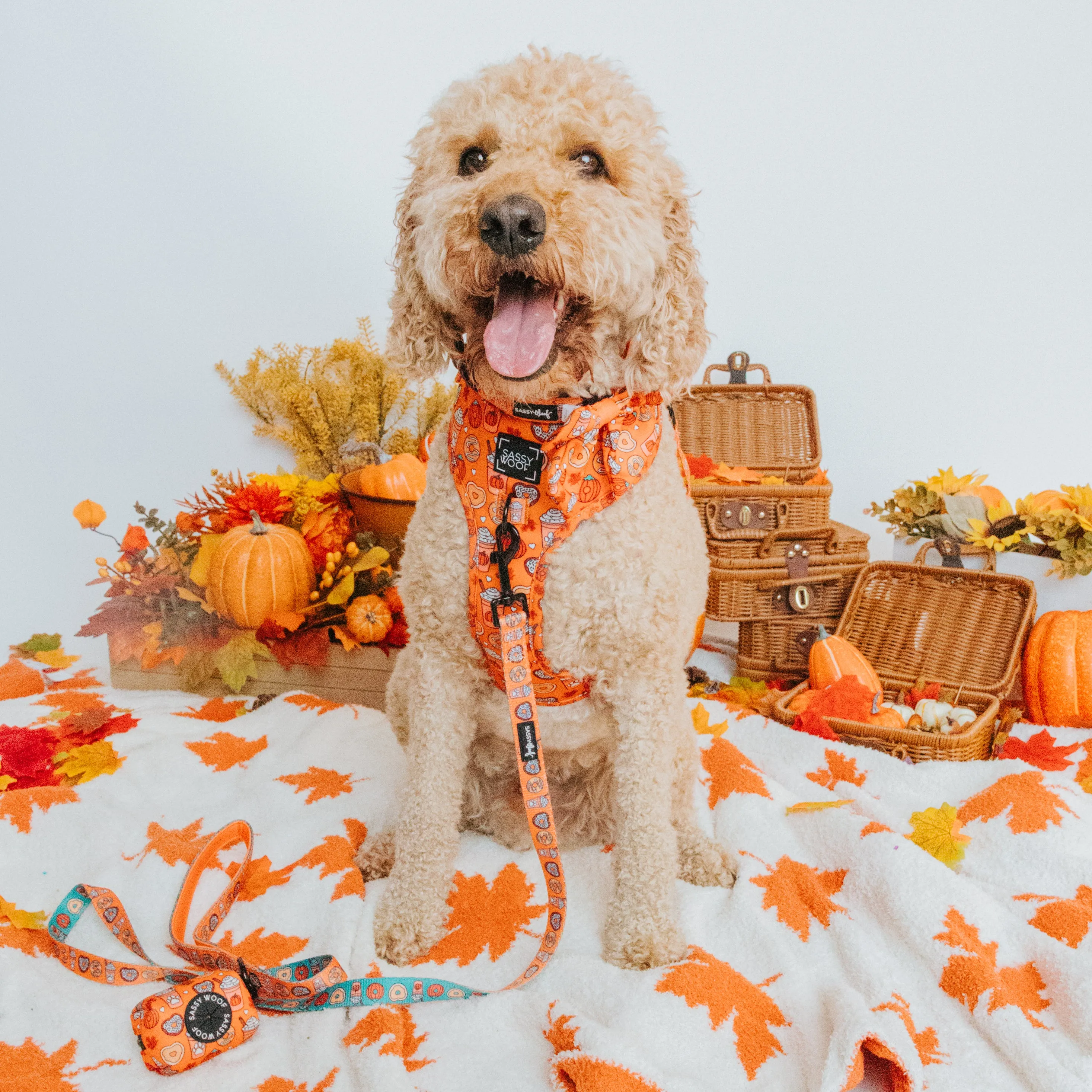 Dog Sailor Bow - Pupkin Donuts