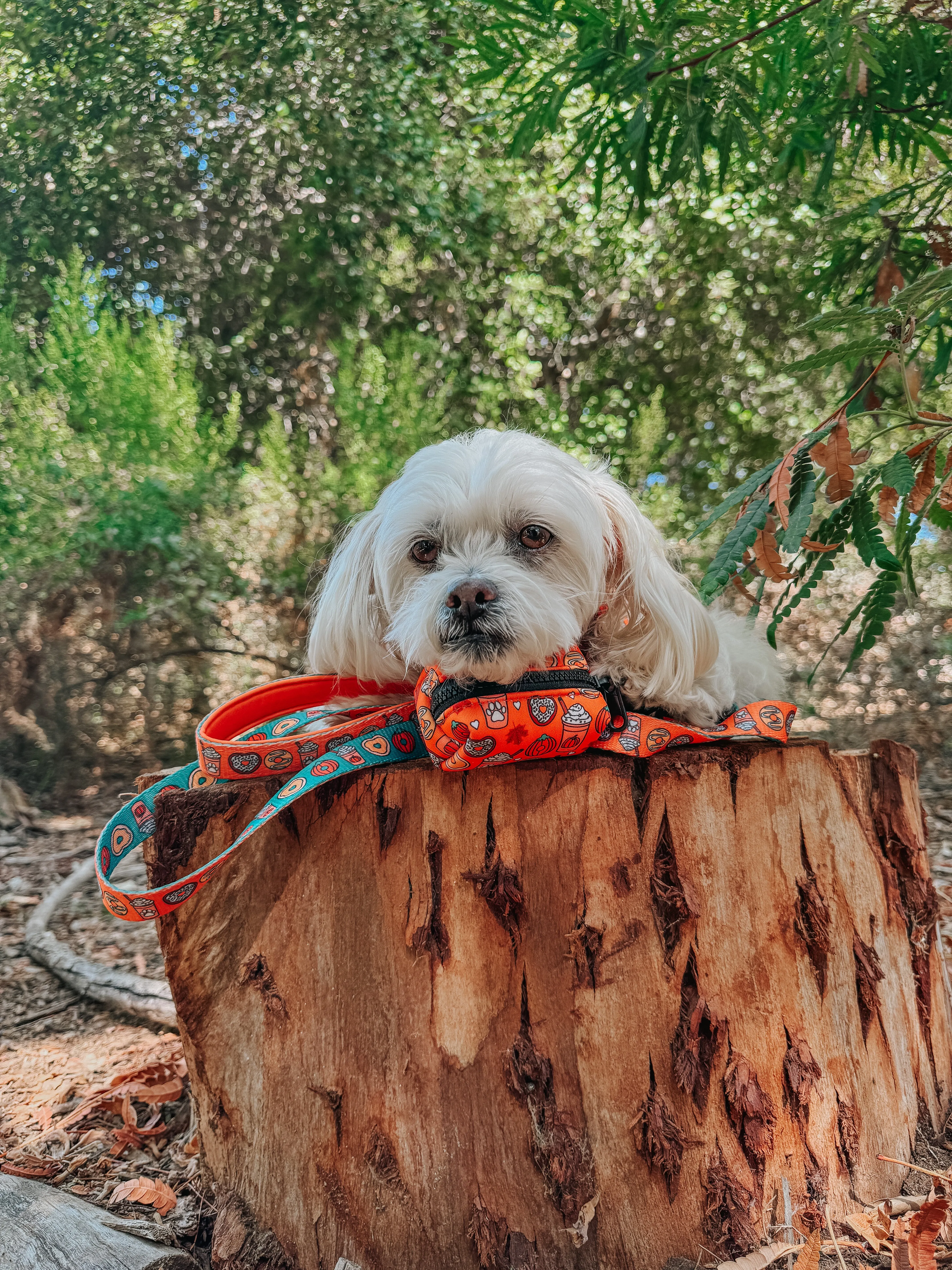 Dog Waste Bag Holder - Pupkin Donuts