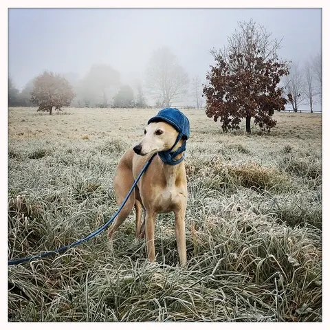 LISH Arnold Blue Wide Wale Corduroy Dog Collar