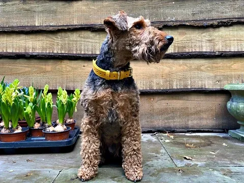 LISH Coopers Lemon Yellow Italian Leather Dog Collar