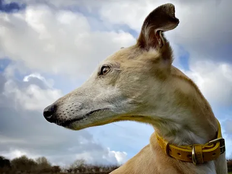 LISH Coopers Lemon Yellow Italian Leather Dog Collar