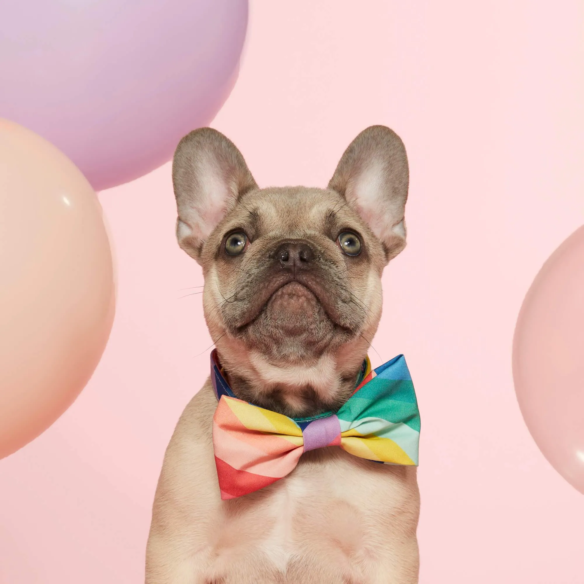 Over the Rainbow Bow Tie Collar