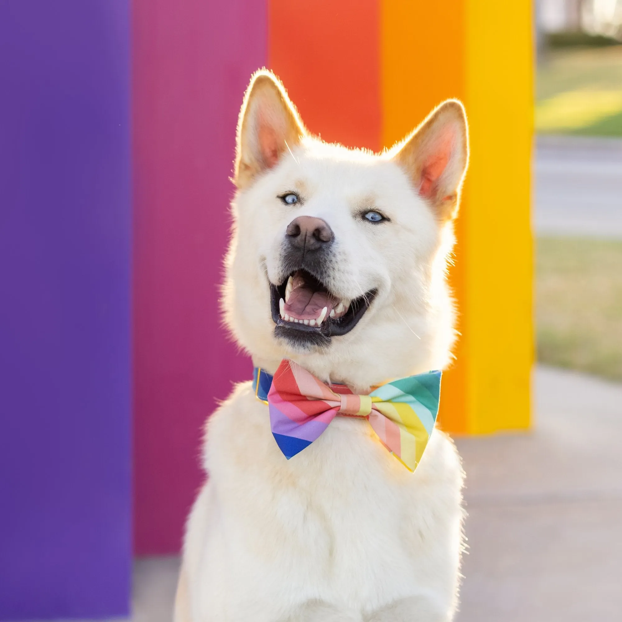 Over the Rainbow Bow Tie Collar