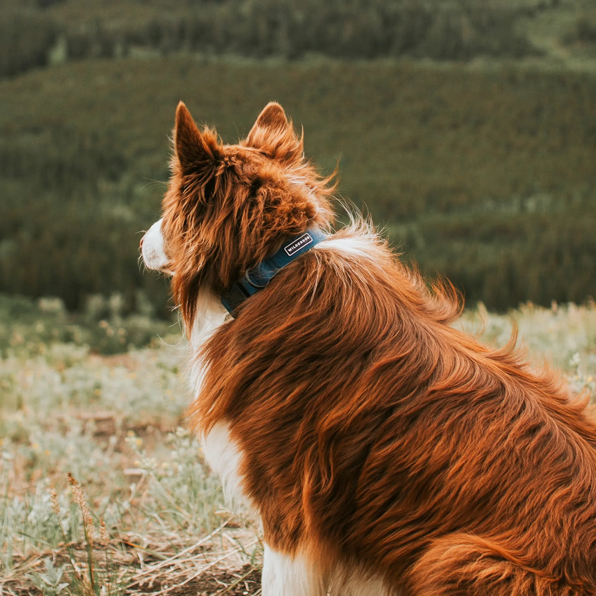 Pacific Blue Waterproof Collar