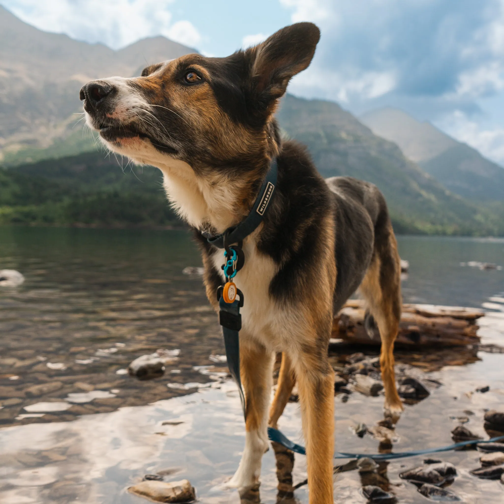 Pacific Blue Waterproof Collar