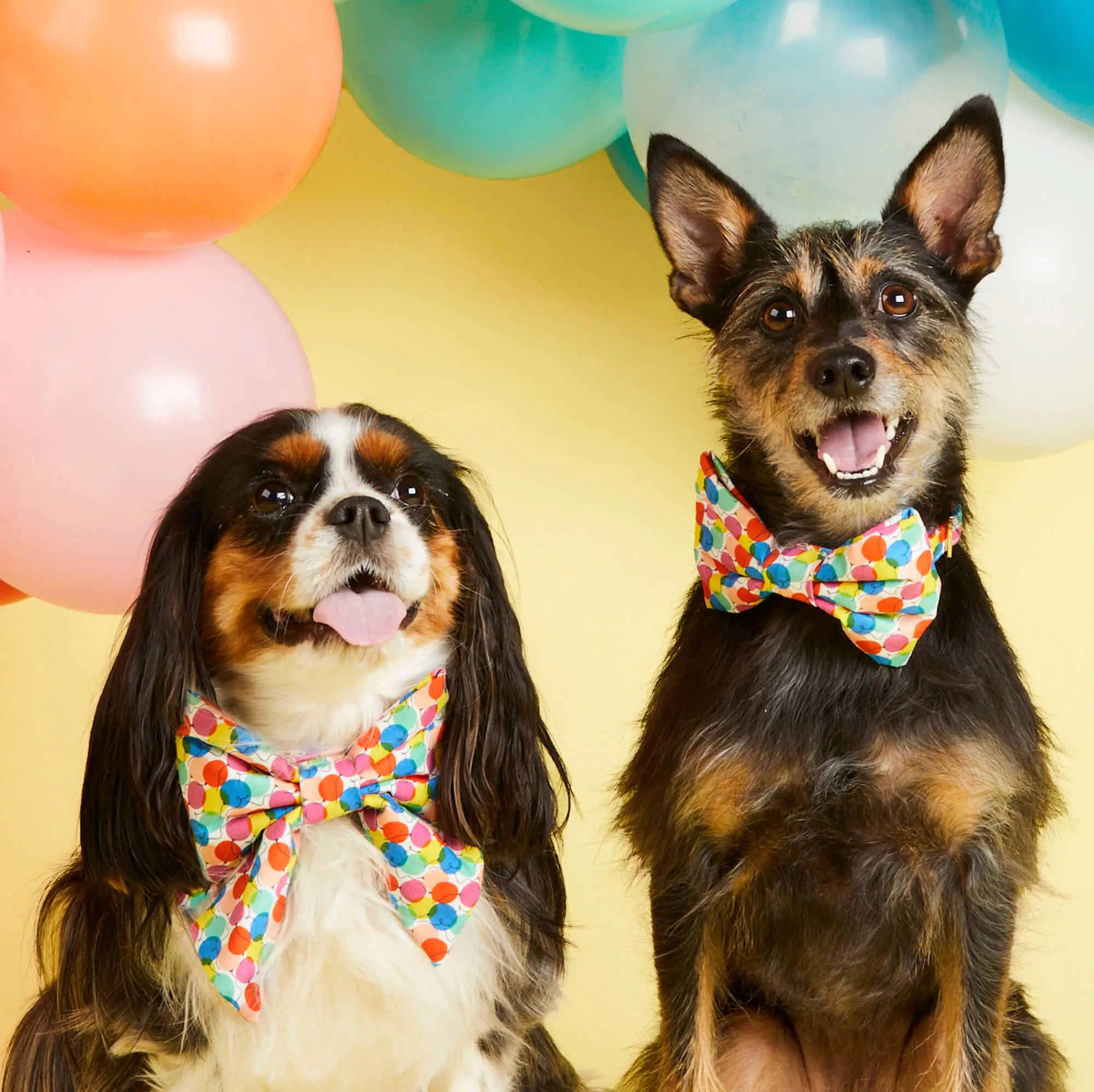 Pup, Pup, and Away Lady Bow Collar