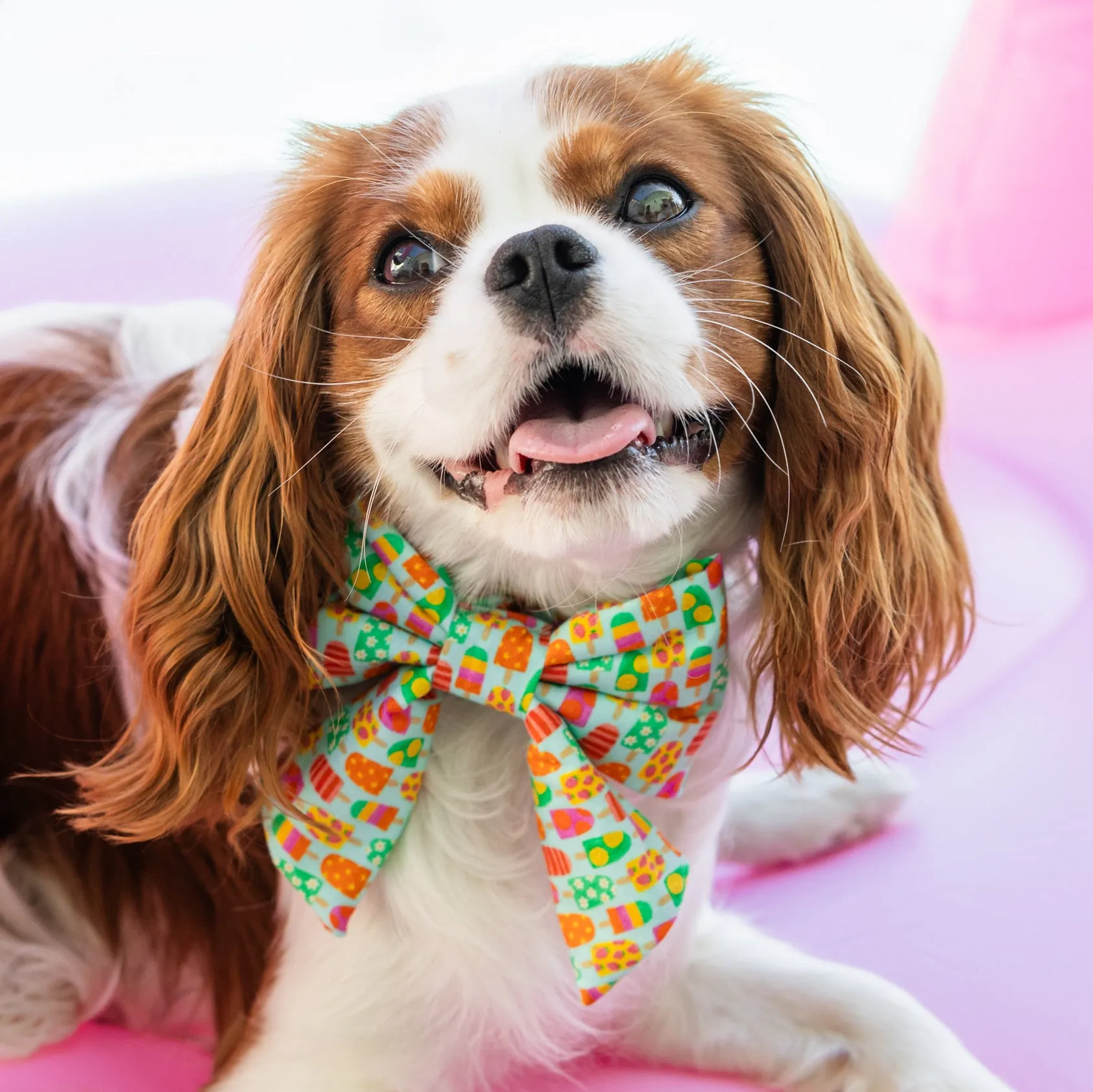 Pup-sicle Lady Bow Collar