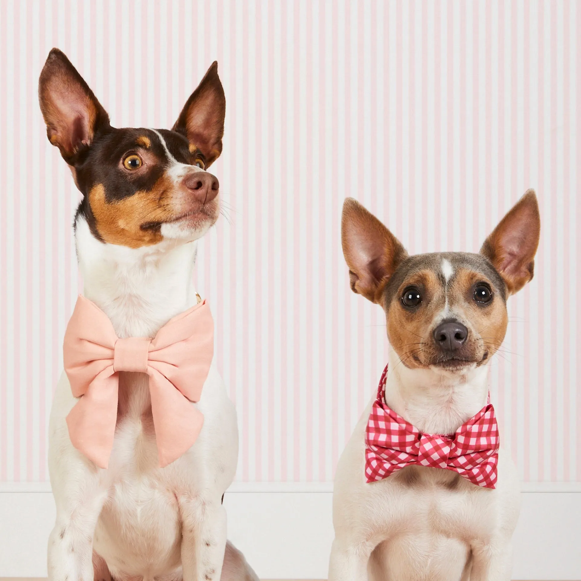 Raspberry Gingham Bow Tie Collar