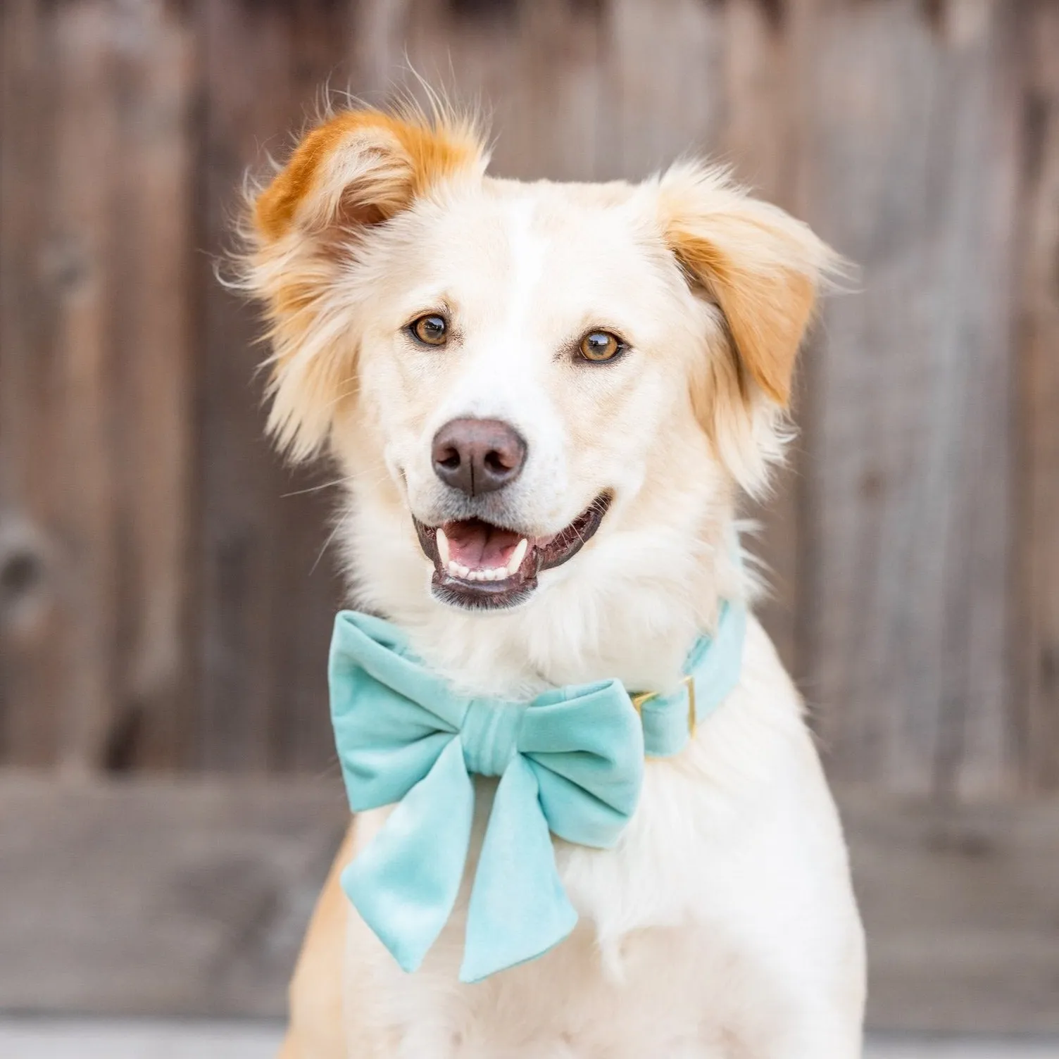 Robin’s Egg Velvet Lady Bow Collar