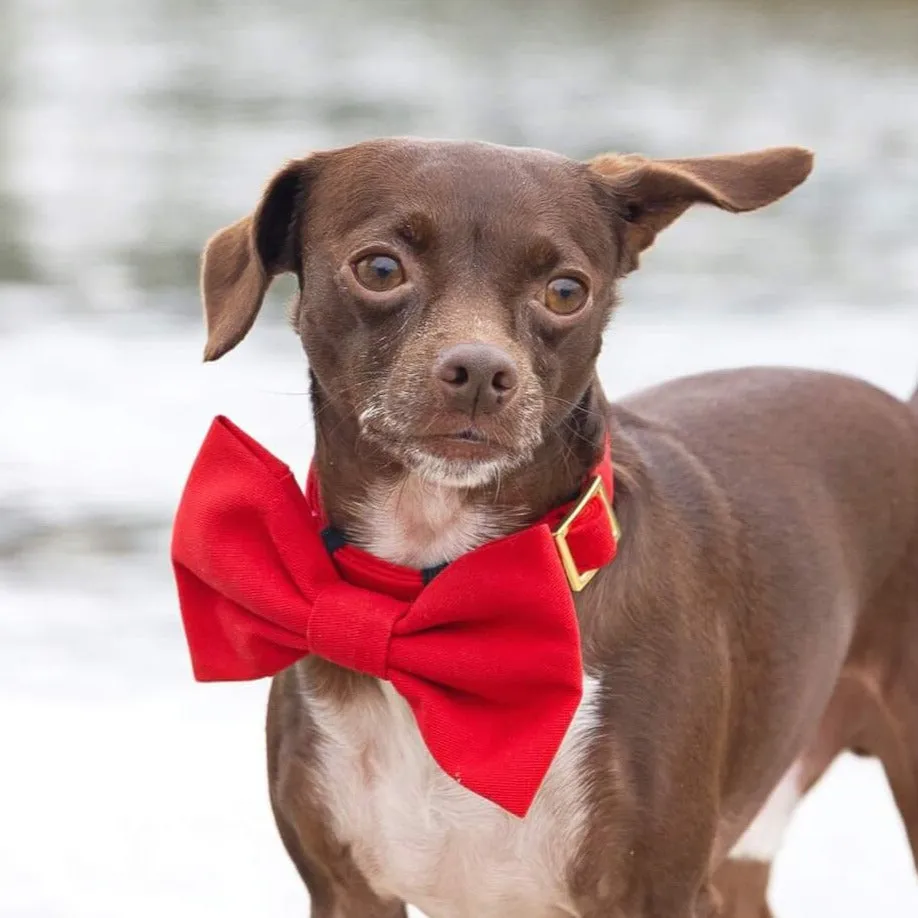 Ruby Bow Tie Collar