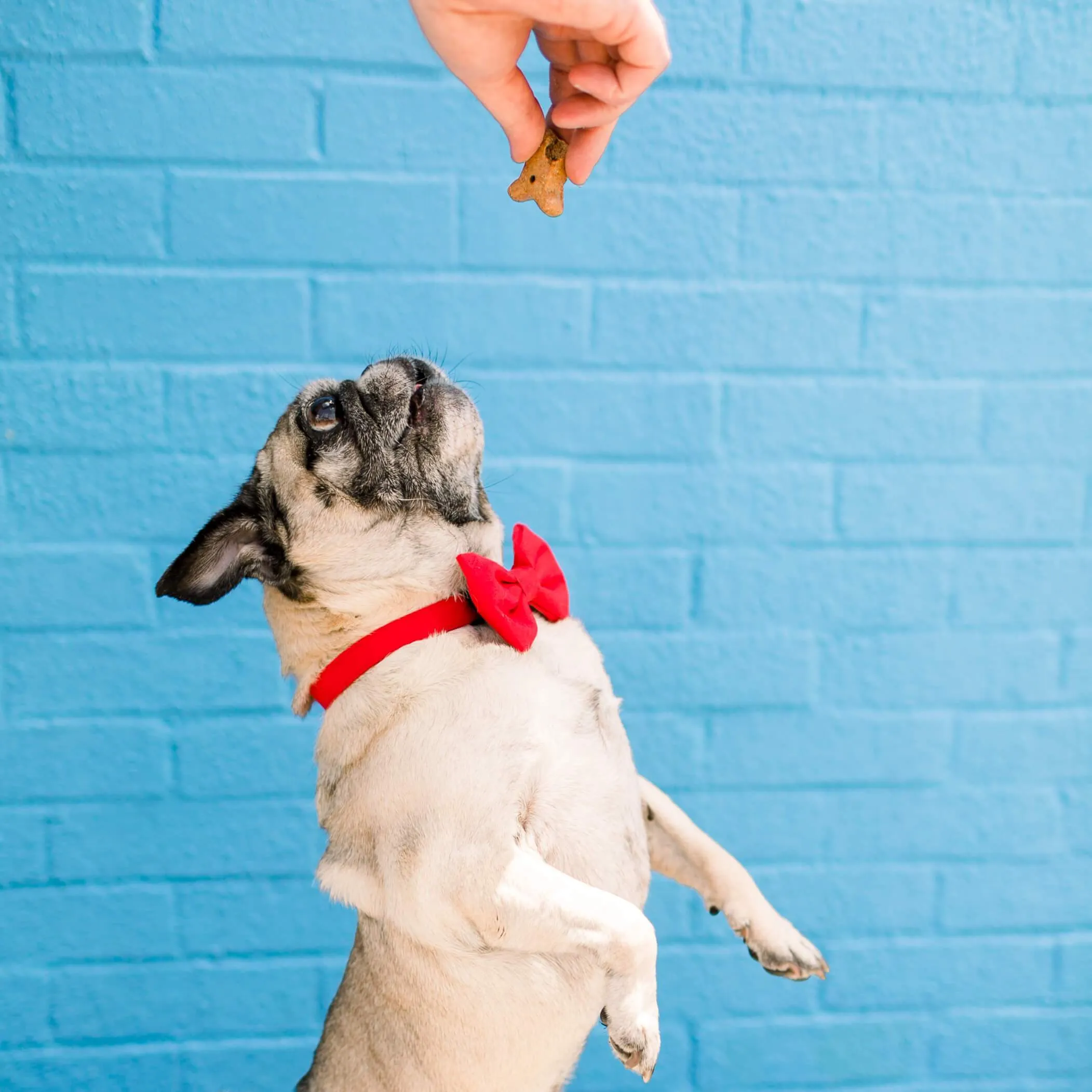 Ruby Bow Tie Collar