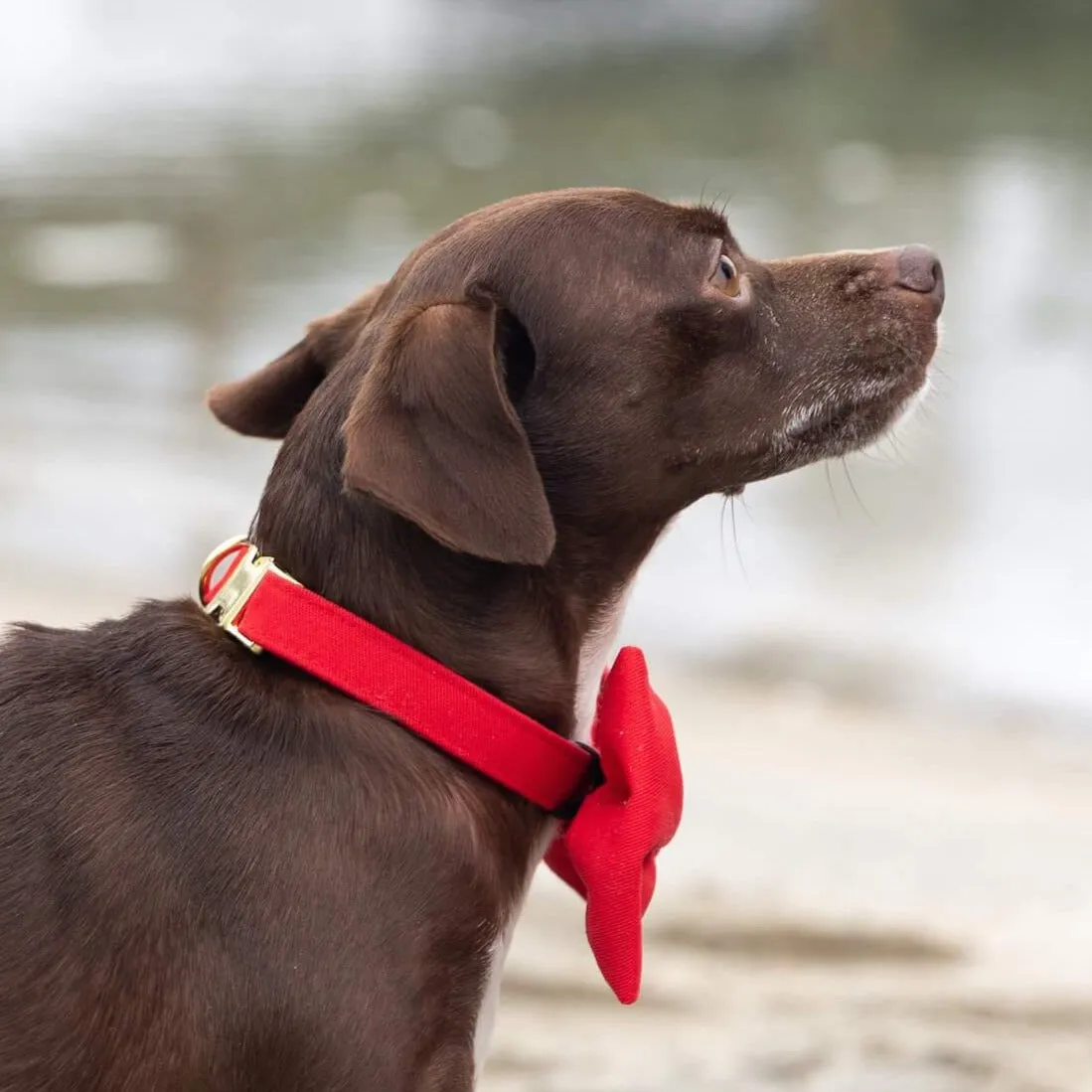 Ruby Bow Tie Collar