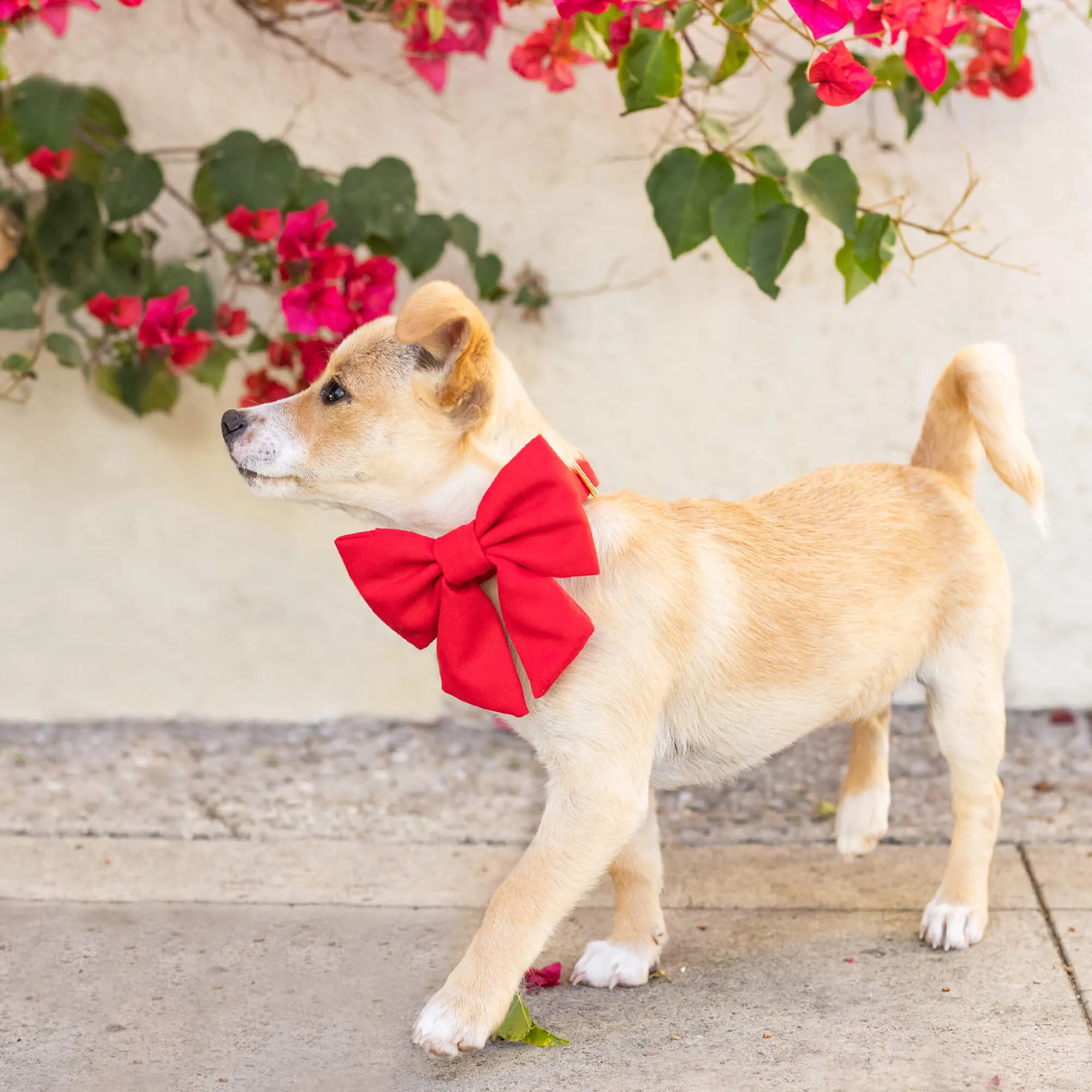 Ruby Lady Bow Collar